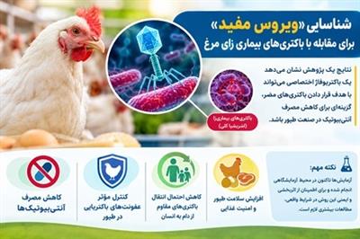 شناسایی «ویروس مفید» برای مقابله با باكتری‌های بیماری‌زای مرغ